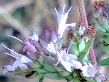 Un''altra pianta aromatica - Origanum vulgare