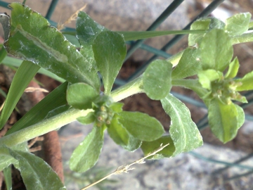 pianticella erbacea - Gnaphalium sp.