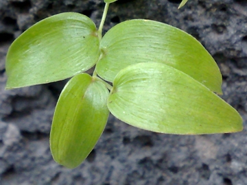 Asparagus asparagoides (L.) Druce - Sicilia