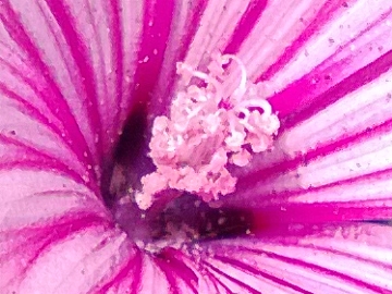 Malva trimestris / Malva reale