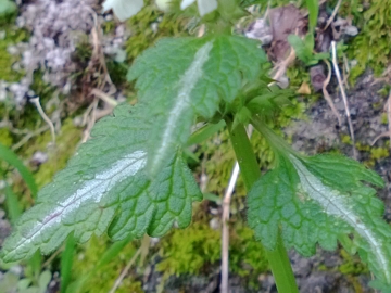 Albano Laziale : Lamium bifidum