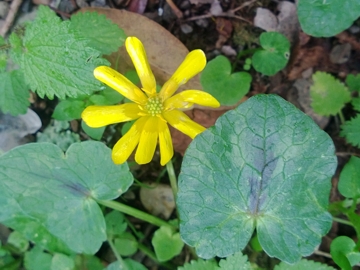 Albano Laziale : Ranunculus ficaria