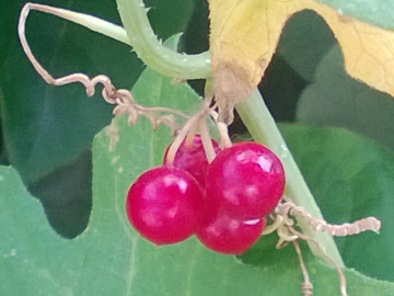 Bryonia cretica. subsp. dioica