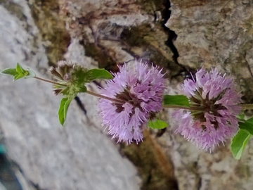 Con il profumo della Mentuccia romana - Mentha pulegium