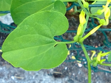 Aristolochia clematitis