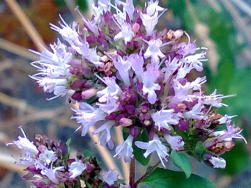 Un''altra pianta aromatica - Origanum vulgare