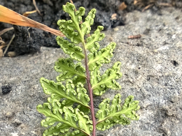 Oeosporangium pteridioides (=Cheilanthes maderensis) / Felcetta di Madera