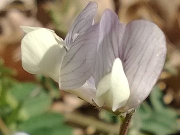 Vicia pseudocracca