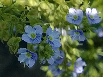 Veronica anagallis-acquatica