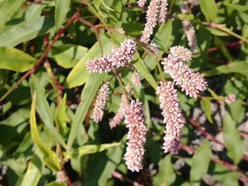 Polygonacea:  Persicaria cfr. lapathifolia