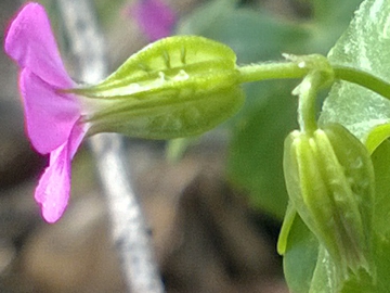 Geranium lucidum