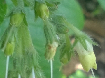 Symphytum sp. (Boraginales - Boraginaceae)