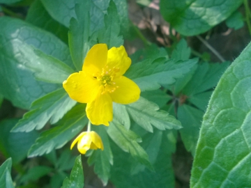 Anemonoides ranunculoides