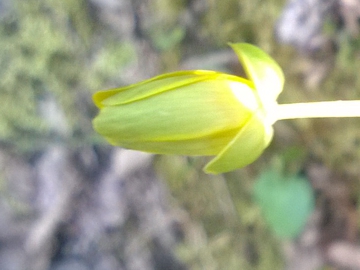 Ranunculus ficaria