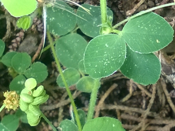 Medicago lupulina / Lupolina