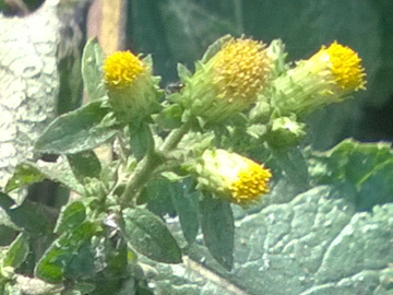 Capolino senza fiori ligulati - Inula conyzae