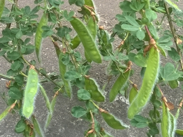 Arbusto di una Fabacea - Cytisus scoparius