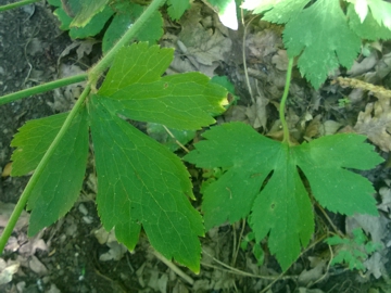 Ranunculus cfr. lanuginosus