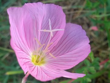 Oenothera speciosa / Enagra bella