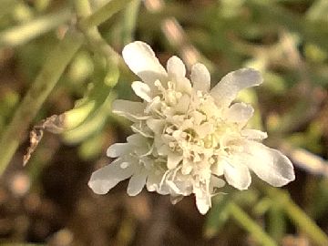 Pycnocomon rutifolium / Vedovina a foglie di ruta