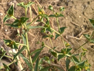 Euphorbiacea sulla duna - Euphorbia terracina