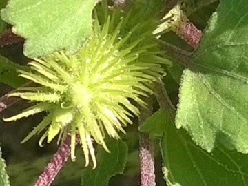 Erbacea sulle dune - Xanthium italicum