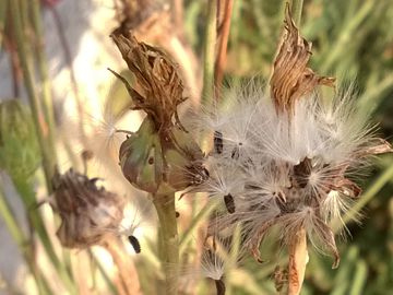 Asteracea sulle dune - Sonchus maritimus