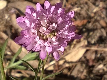 Sixalix atropurpurea  / Vedovina marittima