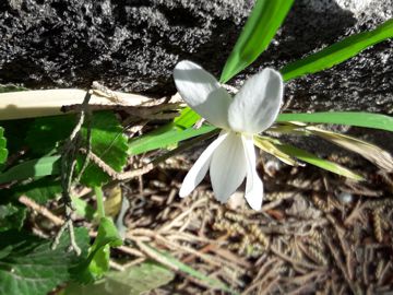 Viola bianca