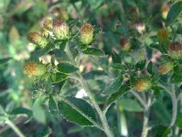 Capolino senza fiori ligulati - Inula conyzae