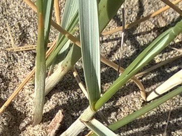 Graminacea sulle dune