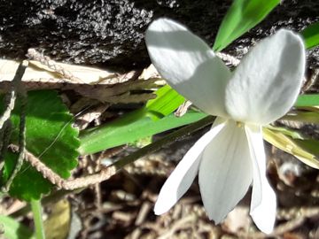 Viola bianca