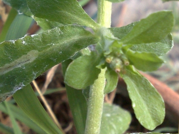 pianticella erbacea - Gnaphalium sp.