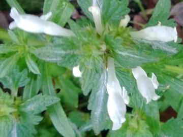 Albano Laziale : Lamium bifidum