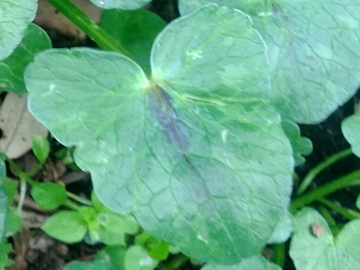 Albano Laziale : Ranunculus ficaria