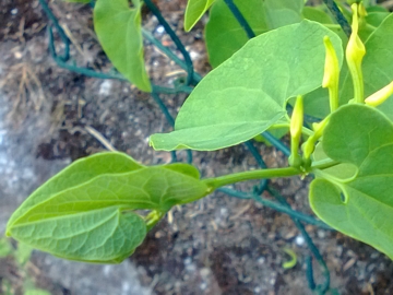 Aristolochia clematitis