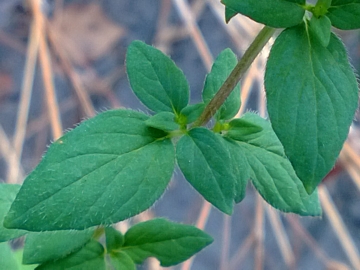 Un''altra pianta aromatica - Origanum vulgare