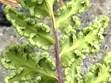 Oeosporangium pteridioides (=Cheilanthes maderensis) / Felcetta di Madera