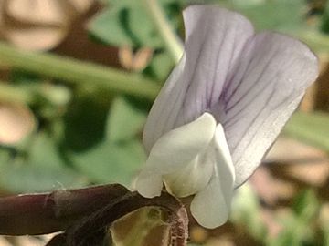 Vicia pseudocracca