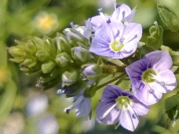 Veronica anagallis-acquatica