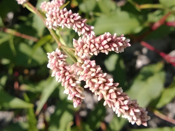 Polygonacea:  Persicaria cfr. lapathifolia