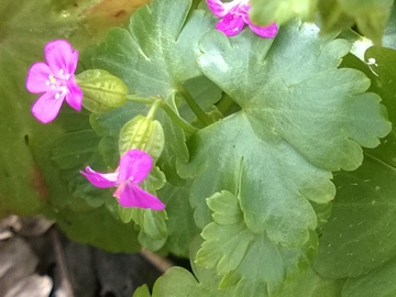 Geranium lucidum