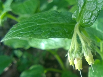 Symphytum sp. (Boraginales - Boraginaceae)