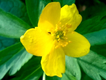 Anemonoides ranunculoides