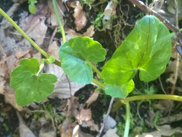 Ranunculus ficaria