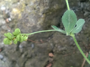 Medicago lupulina / Lupolina