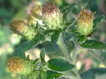 Capolino senza fiori ligulati - Inula conyzae