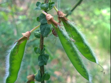 Arbusto di una Fabacea - Cytisus scoparius