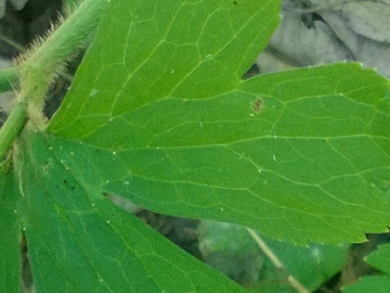 Ranunculus cfr. lanuginosus