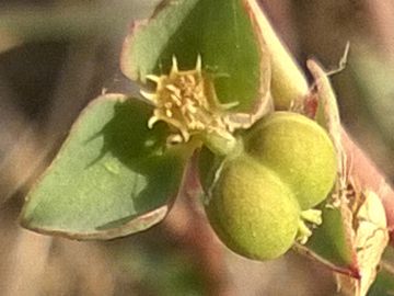 Euphorbiacea sulla duna - Euphorbia terracina